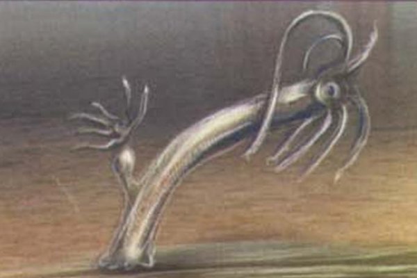 Kraken 21at