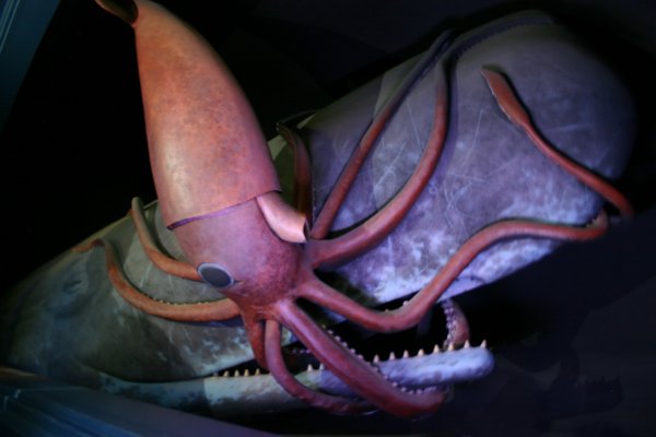Kraken 1 2