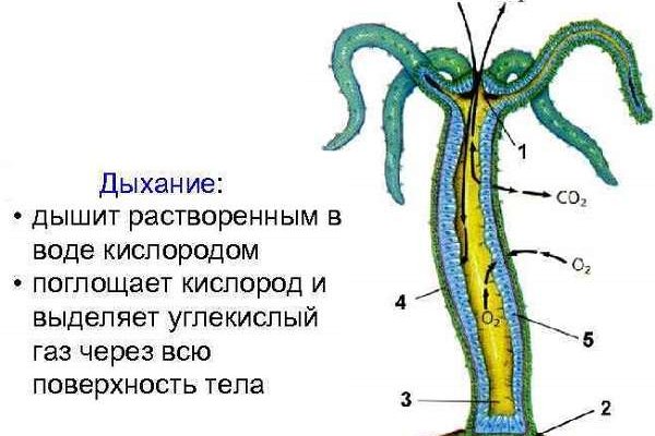Настоящий сайт kraken